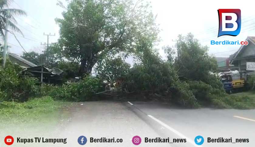 Angin Kencang Tumbangkan Pohon Besar di Jalinsum Lamsel