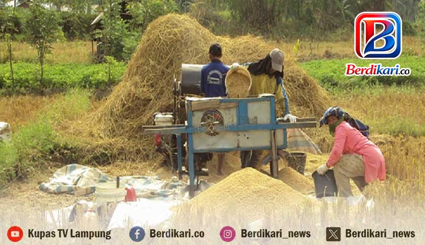 BPS Catat Produksi Beras Nasional Naik 4 Juta Ton