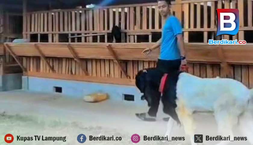 Breeding Kambing, Peluang Bisnis Menjanjikan di Metro Mulai Dilirik Milenial
