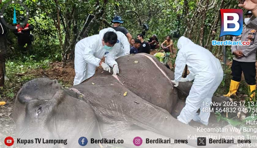 Gajah Jinak Dona di Taman Nasional Way Kambas Mati Diduga Terinfeksi Parasit