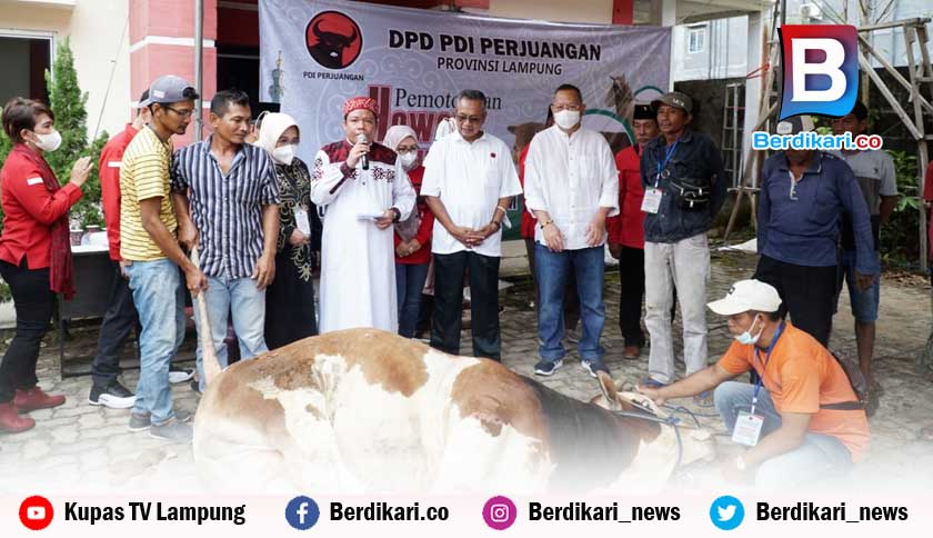 Idul Adha 1443 H, PDI Perjuangan Lampung Kurban 39 Sapi dan 50 Kambing