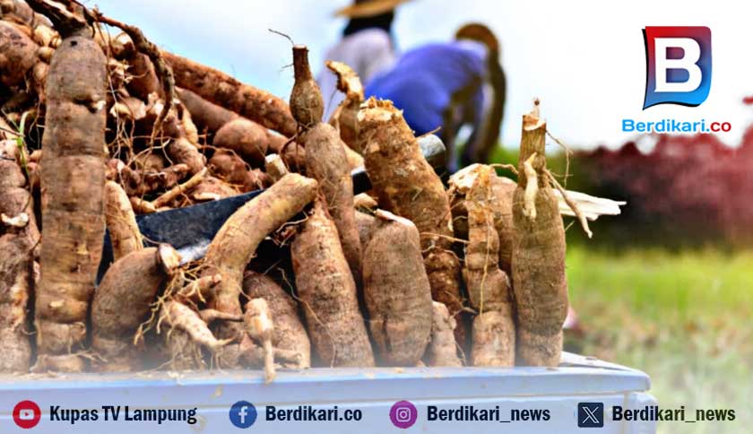 Kemendag Siap Bahas Pembatasan Impor Singkong dan Tapioka