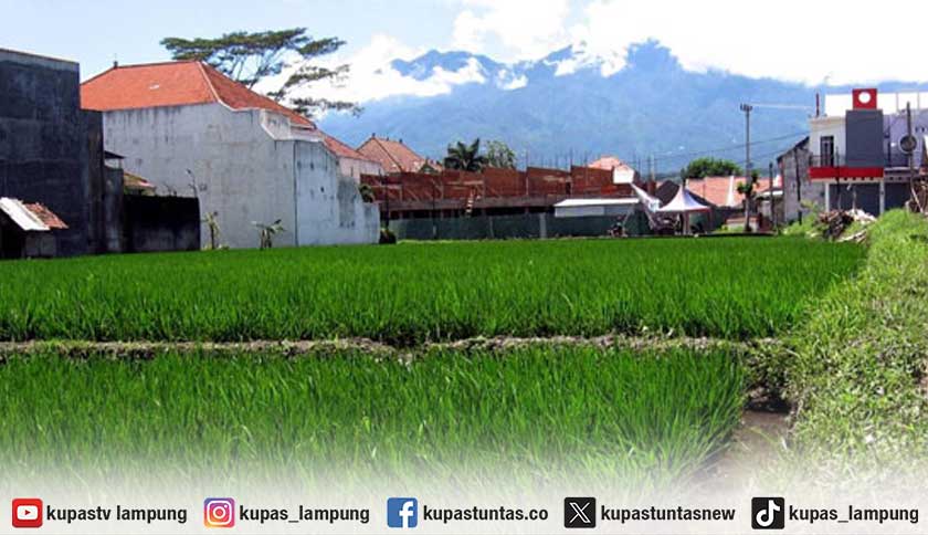Lahan Sawah Bandar Lampung Sisa 466,8 Hektar, Tersebar di 10 Kecamatan