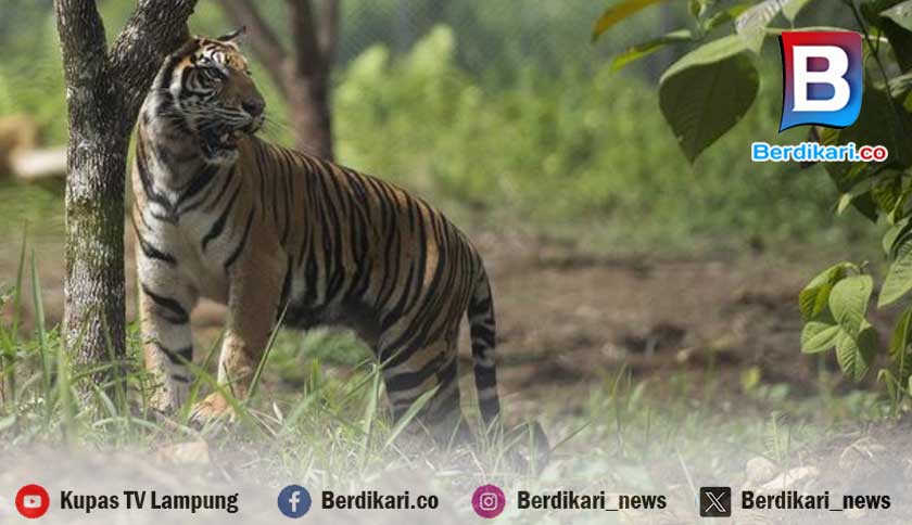 Pasutri Dikejutkan Penampakan Harimau di Karang Waringin Lampung Utara