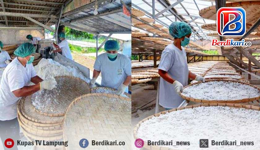 Pengusaha Tapioka Lampung Keluhkan Penegakan Pergub 36/2025