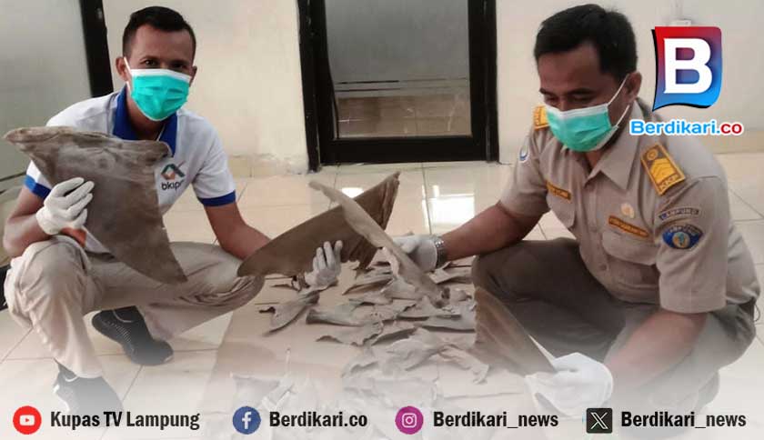Penyeludupan Ratusan Sirip Hiu Digagalkan di Bakauheni