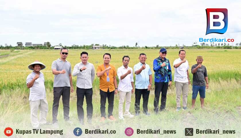 Petani Sragi Lampung Selatan Sukses Tanam Padi di Lahan Asin, Bupati Dukung Inovasi Biosalin
