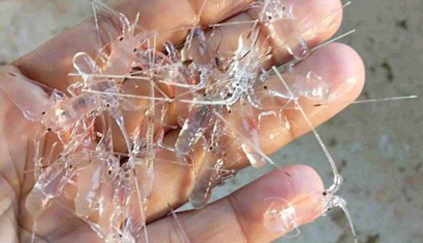 Polda Lampung Amankan 10 Ribu Benur di Pesibar, Dirkrimsus: Rencananya Akan Dijual ke Jambi