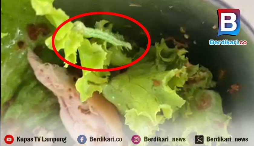 Ulat Hidup Ditemukan dalam Menu MBG SMAN 2 Liwa Lambar