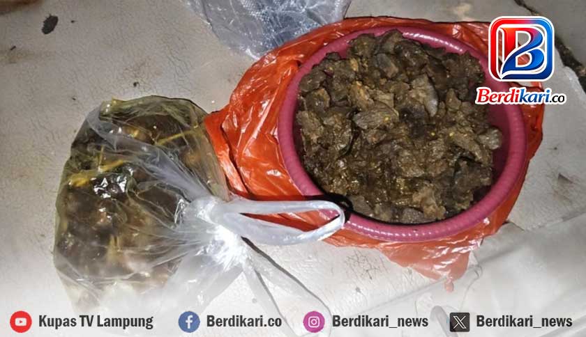 Viral Tapir Dilindungi Disembelih di Mesuji, Dagingnya Sempat Dimasak Rica-Rica