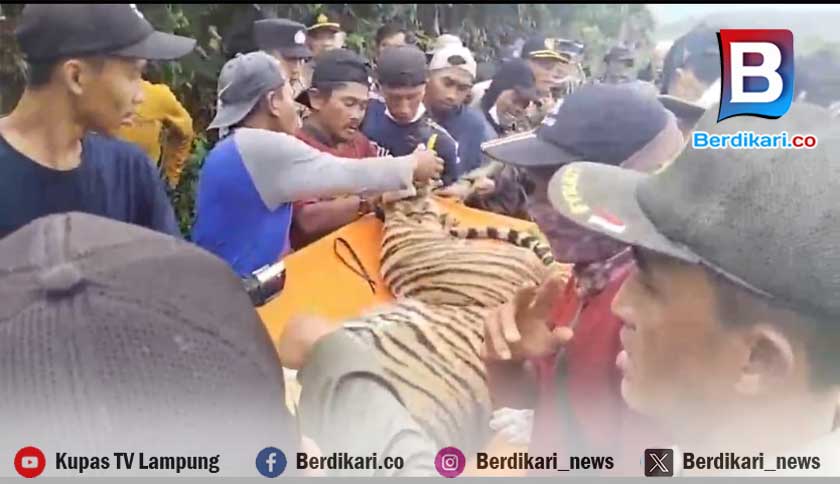 Harimau Sumatera di Batu Brak Terluka Jerat, Kini Dirawat Intensif Tim Medis TNBBS