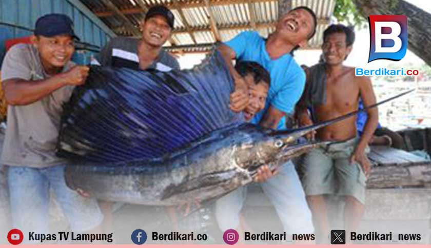 Ikan Blue Marlin Jadi Primadona di Pesisir Barat Lampung