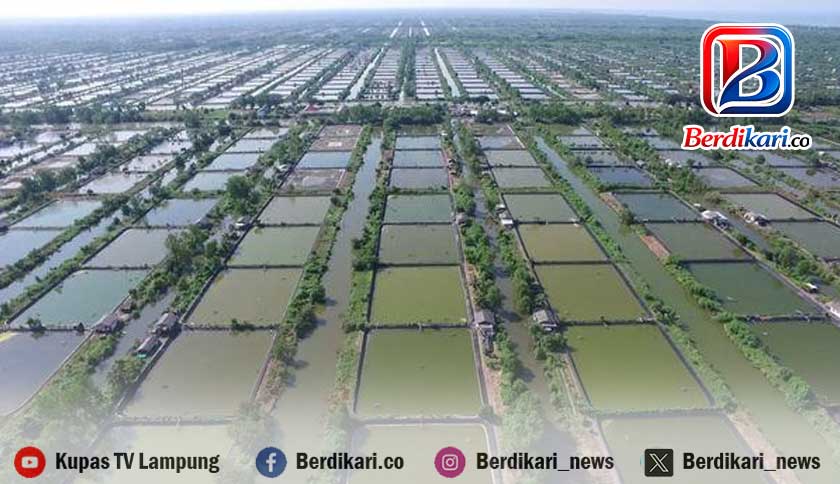 Kejayaan Udang Dipasena Siap Bangkit, Ekonom Tekankan Efek Berganda bagi Kesejahteraan Warga