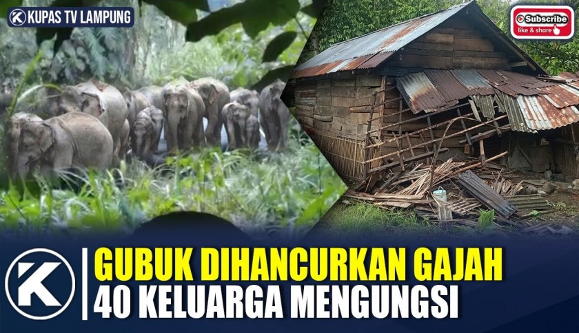 Konflik Gajah dengan Warga Tanggamus