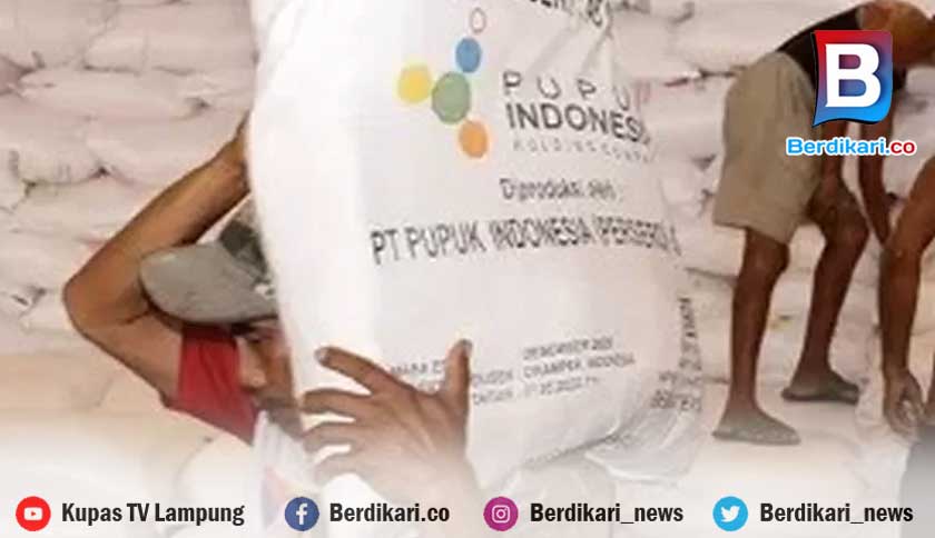 Kuota Pupuk Bersubsidi Lampung Baru Pasok 80 Persen Kebutuhan Petani