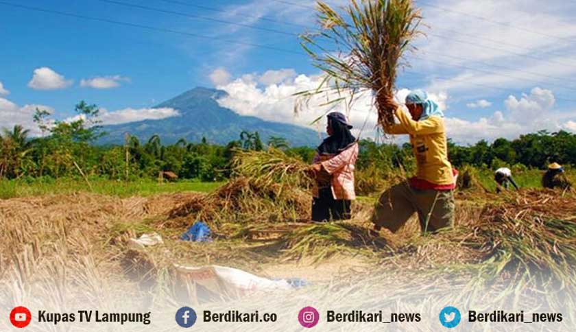 Mentan Amran: Estimasi 3 Juta Ton Beras Diproduksi di Bulan Maret 