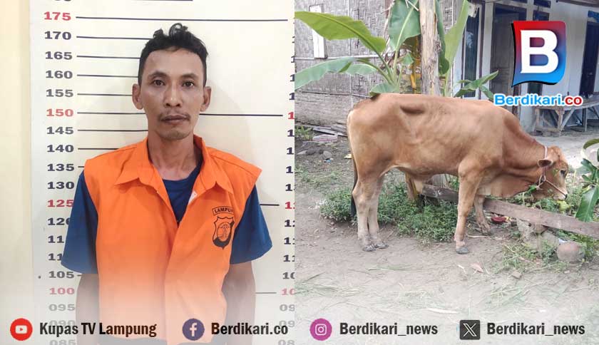 Nekat Curi Sapi, Pria di Lampung Selatan Ditangkap Polisi