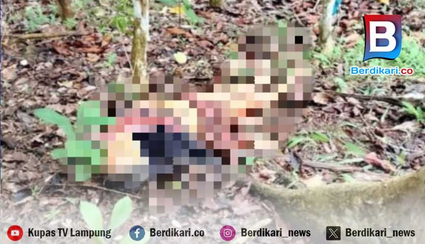Nenek Tewas Diduga Diterkam Beruang Saat Petik Kopi, Warga Way Kanan Diimbau Waspada