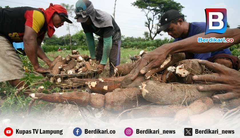 Pengamat: Pasar Singkong Dikuasai Segelintir Pengusaha Besar