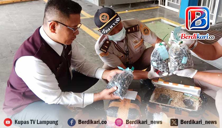 Pengiriman Ribuan Benih Sawit Ilegal Digagalkan di Bandara Lampung