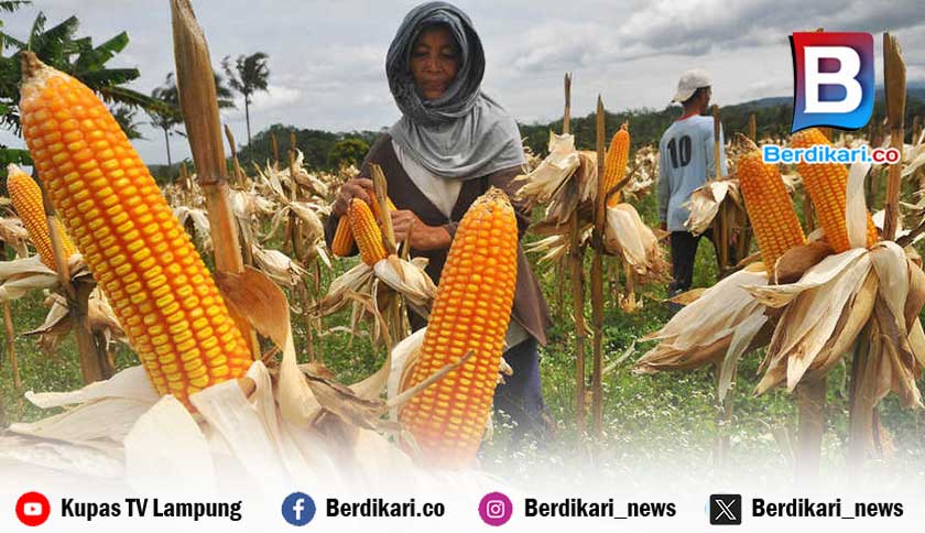 Berita