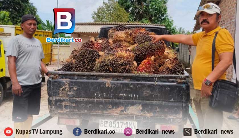 Pick Up Mogok, Pencuri 1 Ton Sawit di Lamteng Ditangkap