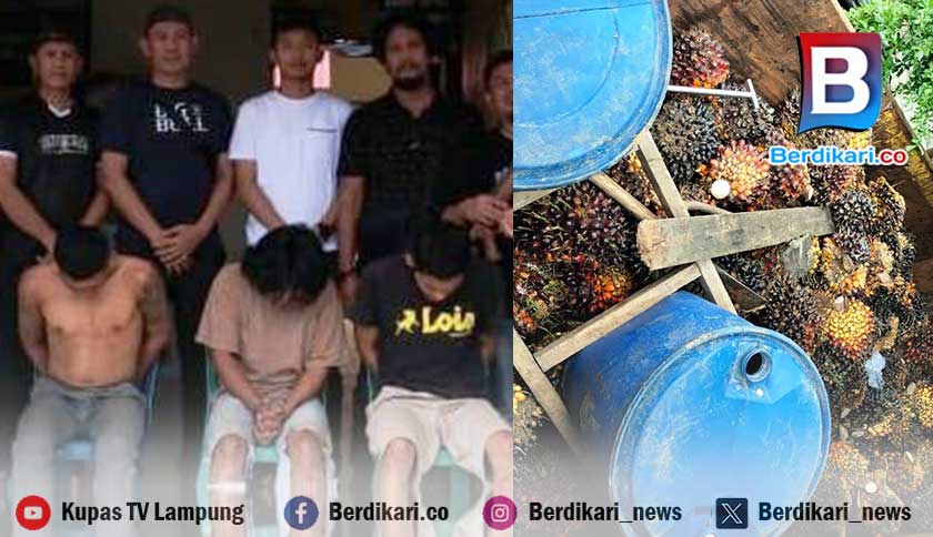 Polisi Tangkap 3 Pencuri Buah Sawit PT SIP Tulang Bawang