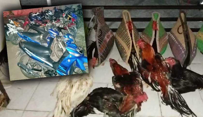 Polsek Tanjung Bintang Gerebek Judi Sabung Ayam