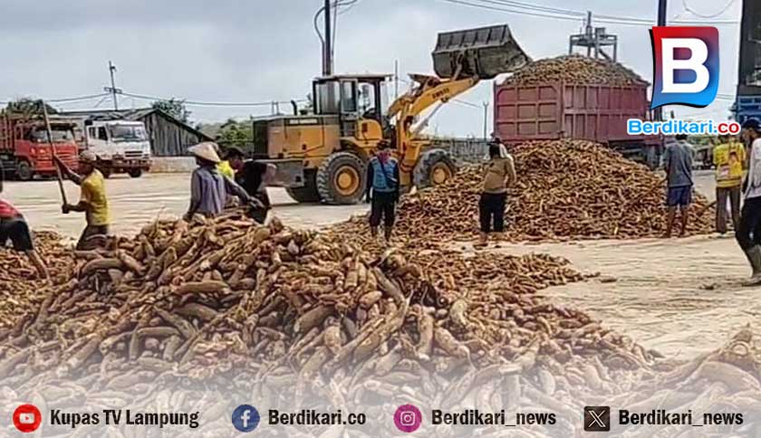 PPTTI Ungkap Industri Tepung Tapioka Lampung Terancam Mati