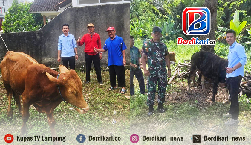 Sambut Idul Adha, Anggota Komisi III DPR RI Sudin Serahkan Tiga Ekor Sapi Kurban