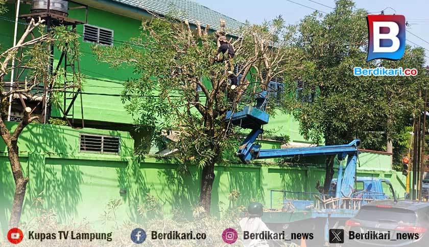 Sejumlah Pohon Rawan Tumbang di Kota Metro Dipangkas