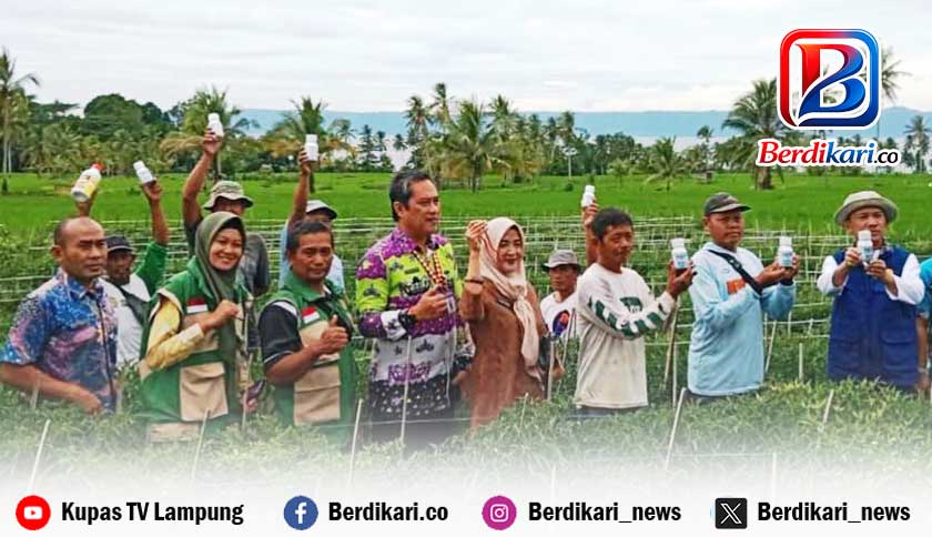 Serangan Busuk Buah Ancam Panen Cabai Tanggamus