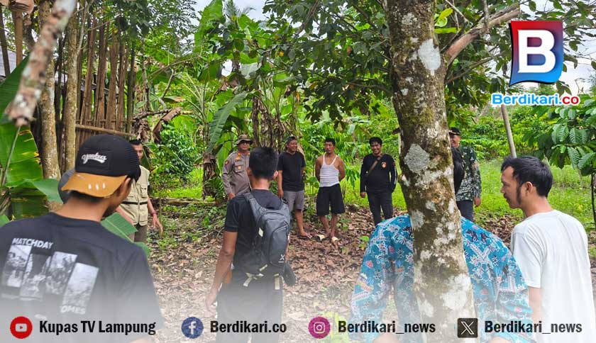 Setelah Serang Manusia dan Ternak, Beruang Liar di Gunung Labuhan Diburu