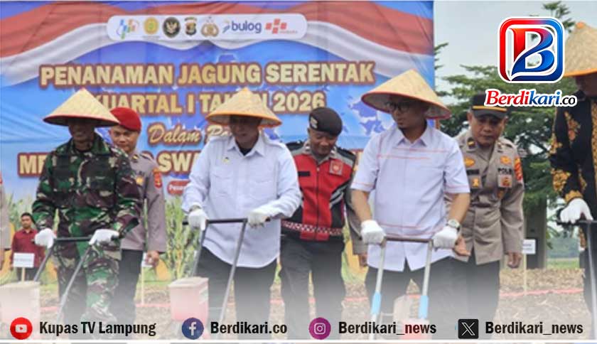 Sinergi Dukung Ketahanan Pangan, DPRD Lampung Ikuti Tanam Raya Jagung Serentak